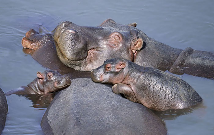 Esses mamíferos gigantes são encontrados na África, vivem em bandos e se alimentam basicamente de plantas e algas. Os hipopótamos são bichos semiaquáticos (em grego, hipopótamo significa 