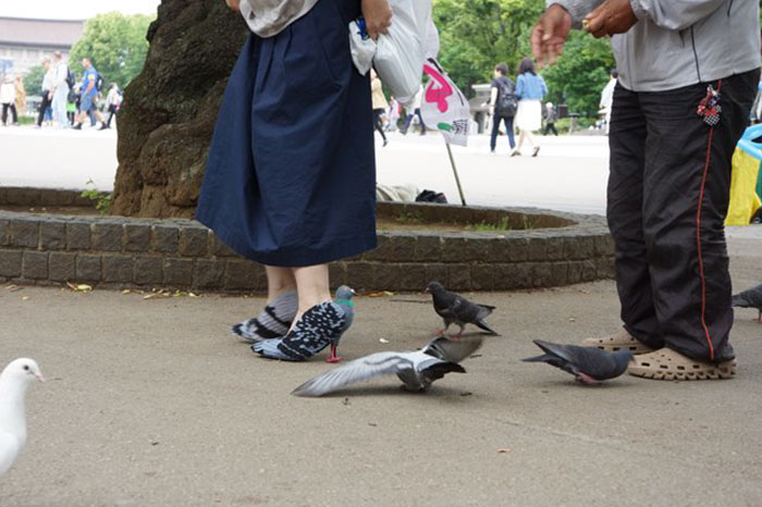 Uma mulher foi fotografada usando sapatos em forma de pombos nas ruas do Japão