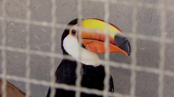 Pirata fraturou seu bico em um acidente acidentes. Hoje vive bem no zoológico de Brasília, DF.