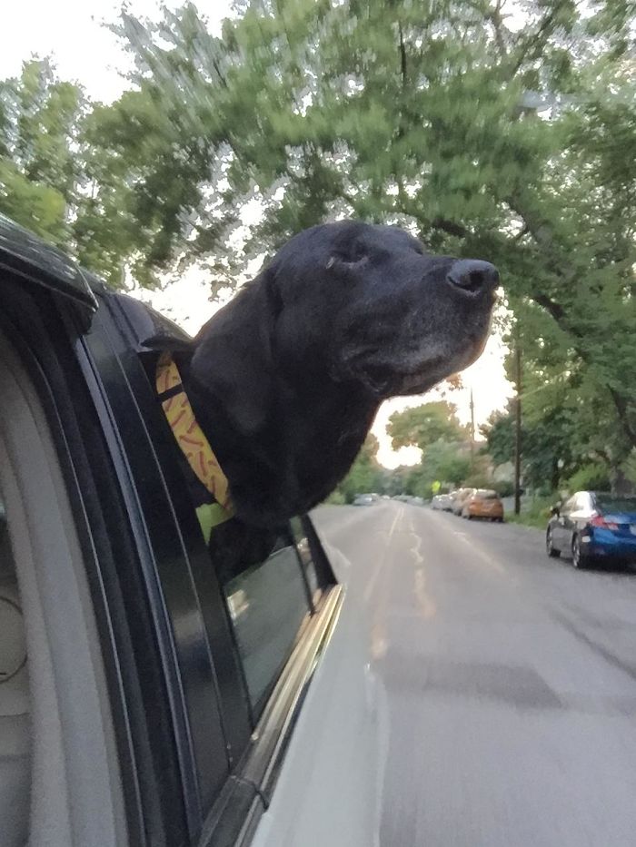 Cachorro doente pede para passear de madrugada e seu dono sabe onde levá-lo