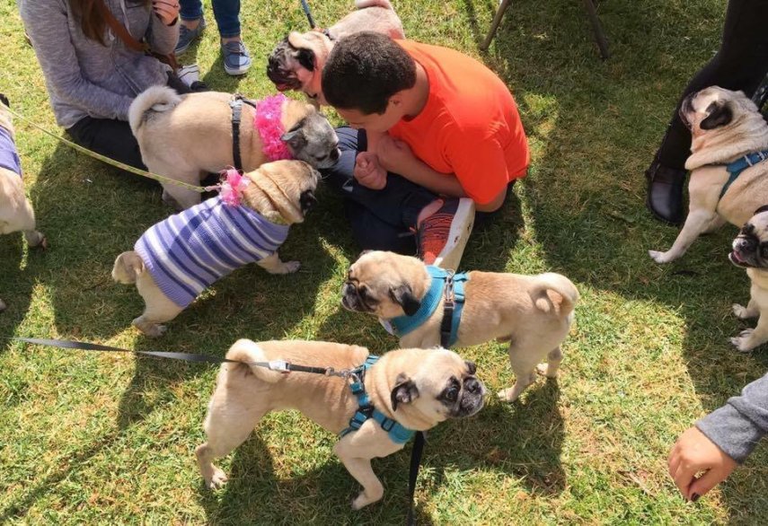 Andrew é autista, tem 14 anos e sua coisa favorita em todo o mundo são pugs. Por isso, sua irmã decidiu surpreendê-lo com uma festa cheia de cachorros da raça!