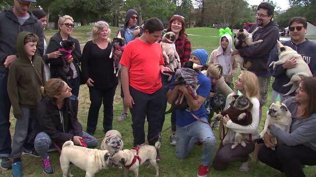 Andrew é autista, tem 14 anos e sua coisa favorita em todo o mundo são pugs. Por isso, sua irmã decidiu surpreendê-lo com uma festa cheia de cachorros da raça!