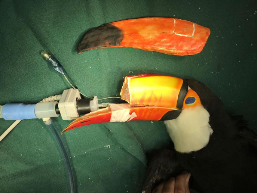 Zazu perdeu parte do bico e ganhou uma prótese 3D. Atualmente, o animal vive no zoológico de Brasília, DF.