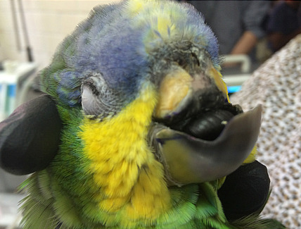 Verdinho já tinha recebido outras próteses feitas com outras técnicas, mas só a feita sob medida em 3D deu certo para ele. O papagaio vive no Zoológico de Sorocaba, SP.