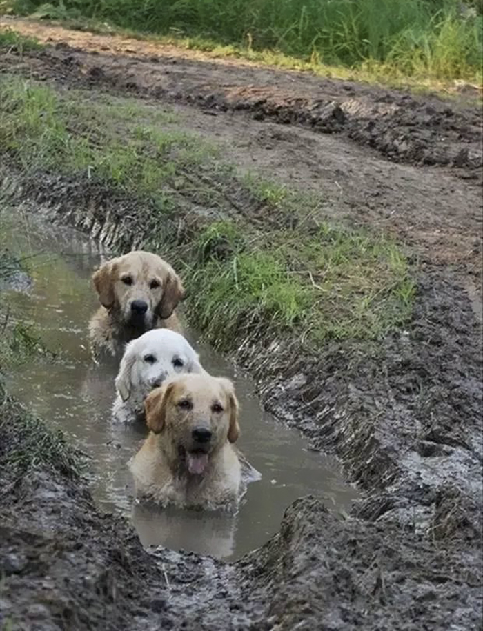 Cachorros que nunca poderiam ir ter ido para lama