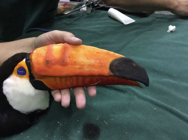 Zazu perdeu parte do bico e ganhou uma prótese 3D. Atualmente, o animal vive no zoológico de Brasília, DF.