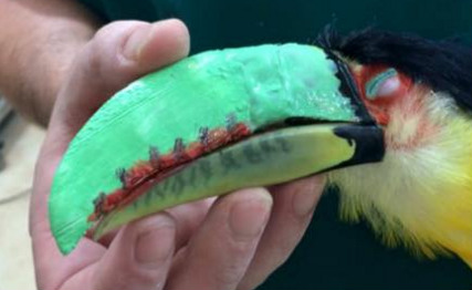 Zequinha chocou-se contra uma janela espelhada (muito comum esse tipo de acidente com aves). Após sua recuperação, passou a viver na Associação Mata Ciliar de Jundiaí, SP.