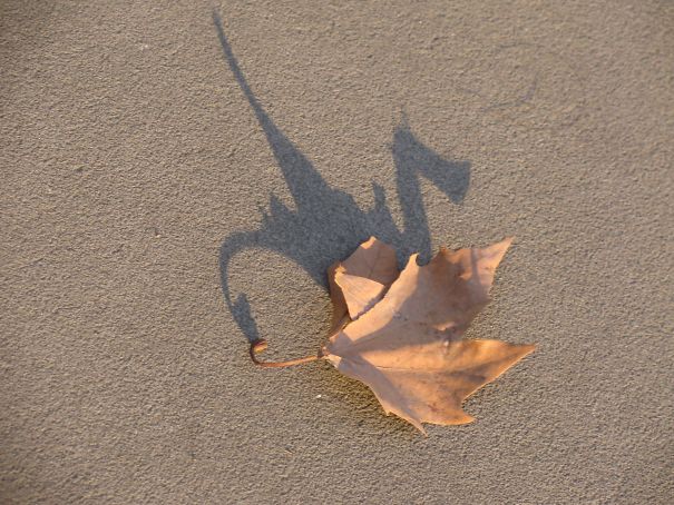 Sombras que vão fazer você olhar duas vezes para estas imagens