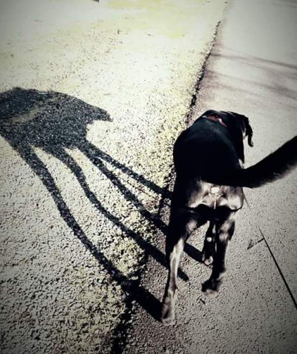 Sombras que vão fazer você olhar duas vezes para estas imagens