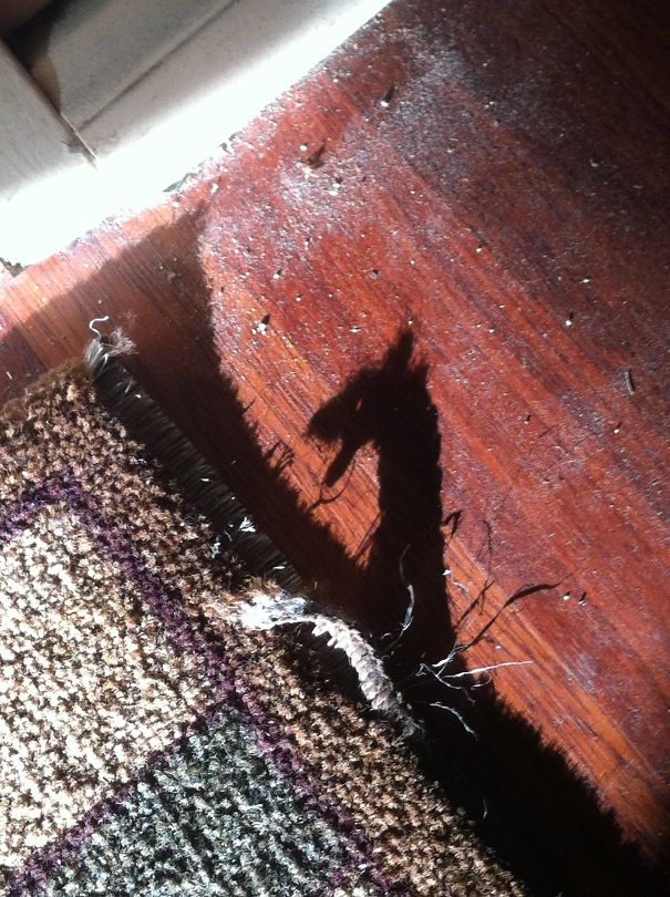 Sombras que vão fazer você olhar duas vezes para estas imagens