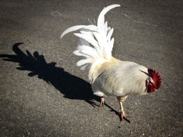Sombras que vão fazer você olhar duas vezes para estas imagens