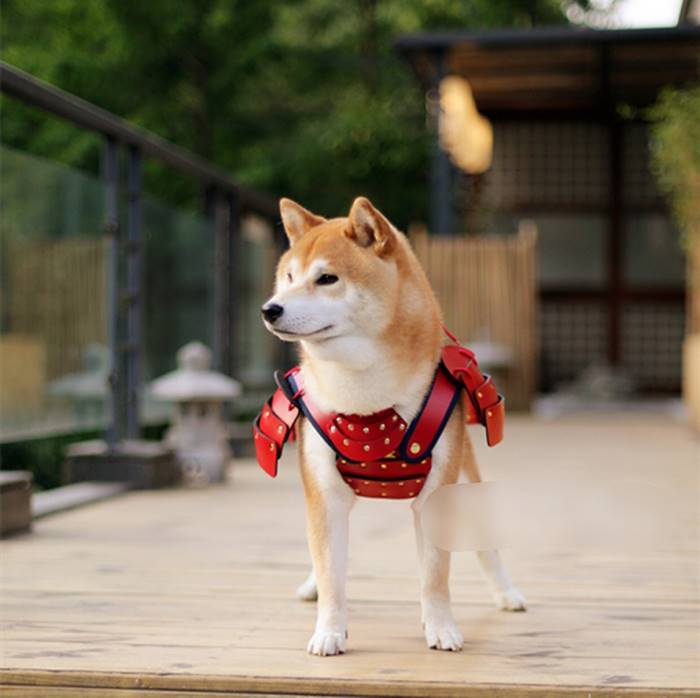 Uma empresa japonesa chamada Samurai Age acaba de criar algo que o mundo precisava ver: armaduras samurais para cachorros e gatos.