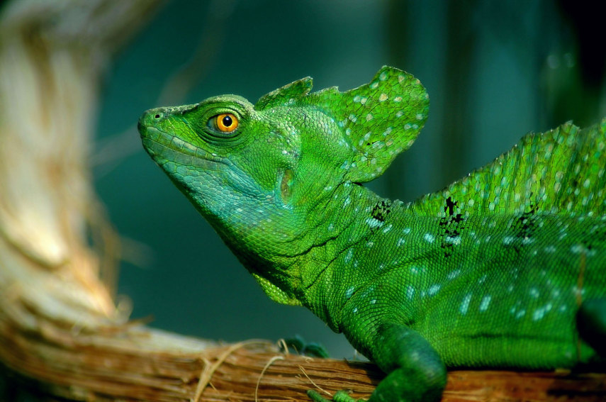 Os lagartos de Basilisk podem correr em cima da água e são apelidados de Lagarto Jesus Cristo como resultado.