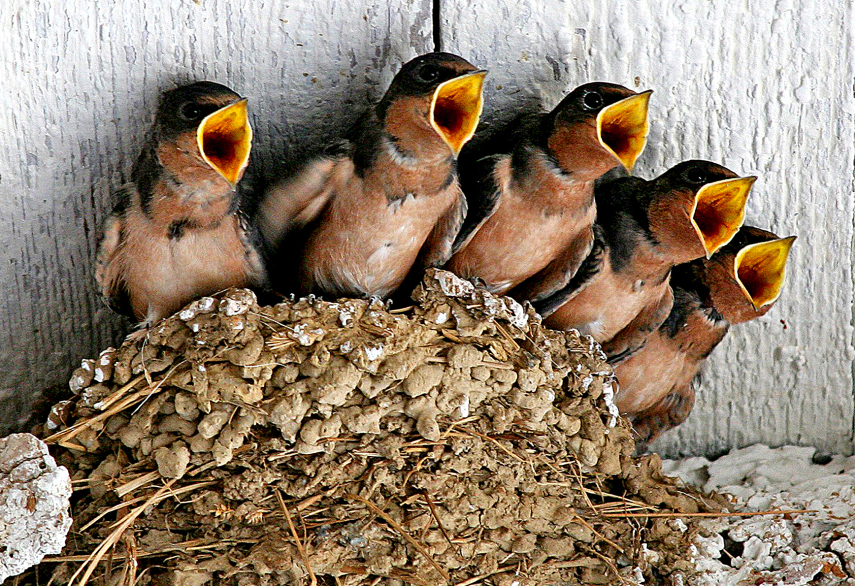 As aves defecam em sacos fecais, que então removem do ninho para mantê-lo limpo e menos visível para predadores.