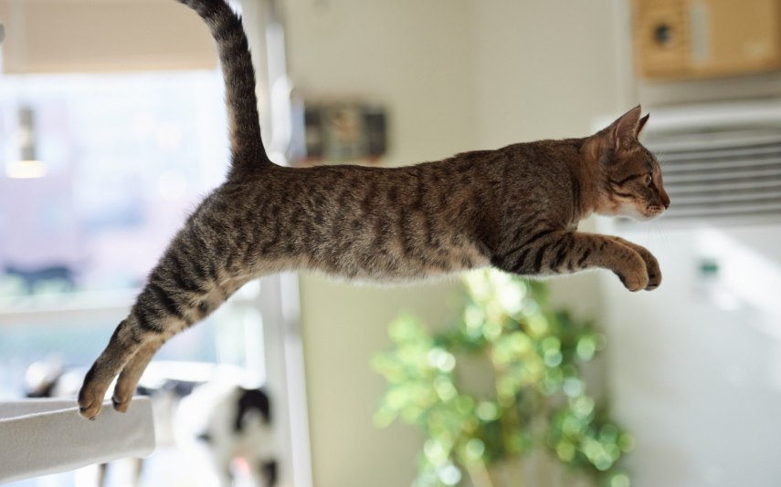 Um gato pode pular até cinco vezes sua própria altura