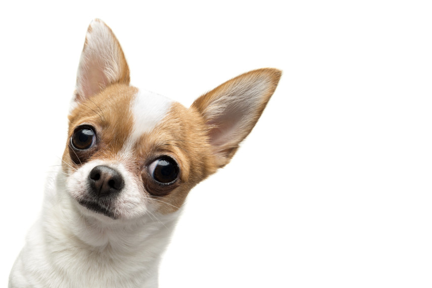 Cães nascem com poderes intuitivos, quase telepáticos.