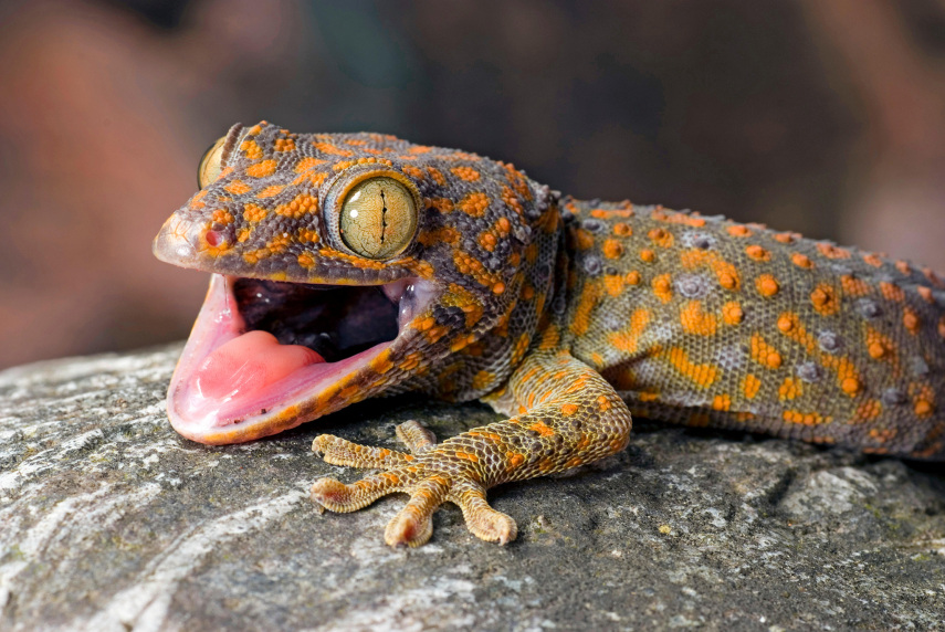 Os lagartos gecko têm uma espécie de adesivo especial nas garras que lhes permite ficar em praticamente qualquer superfície, sem deixar resíduos.