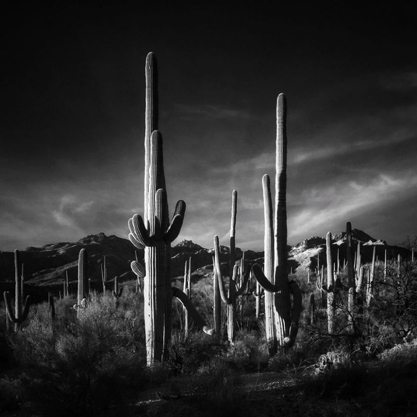 Joseph-cyr, de Tucson Az, EUA - 3º lugar em Natureza