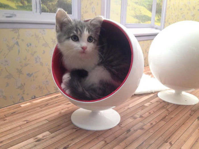 O show é sobre quatro gatos - Guðni, Stub, Bríet e Ronja - que vivem em uma casa de bonecas. Os felinos foram encontrados em Reykjavik e cada um tem uma personalidade única