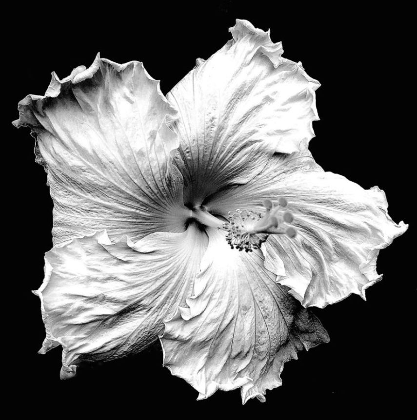 Laura Warren From Putney, EUA - 3º lugar em 'Floral'