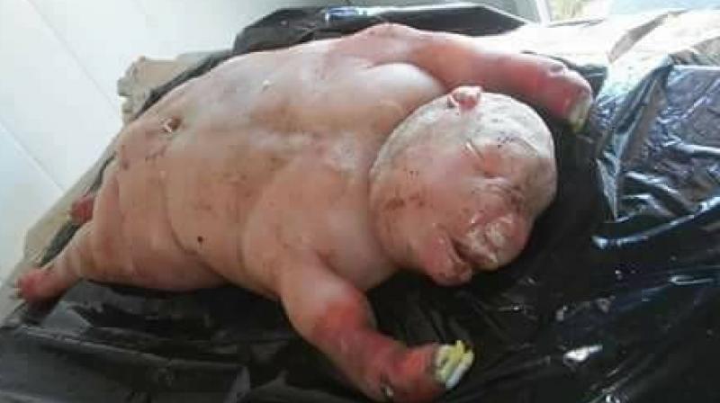 Ovelhas estranha com 'rosto humano' aparece na África do Sul