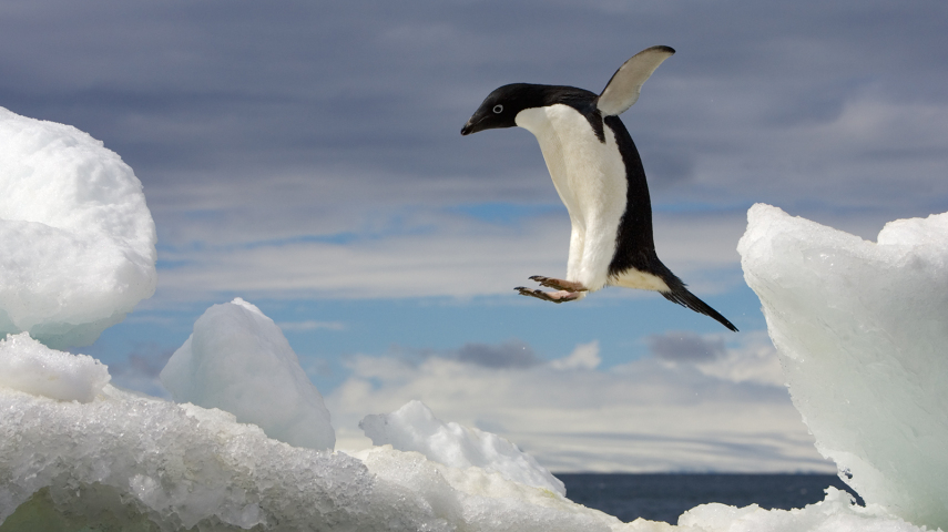 Os pinguins se adaptaram à capacidade de seus predadores de pular e atacar e agora podem pular até 1,8 metro.