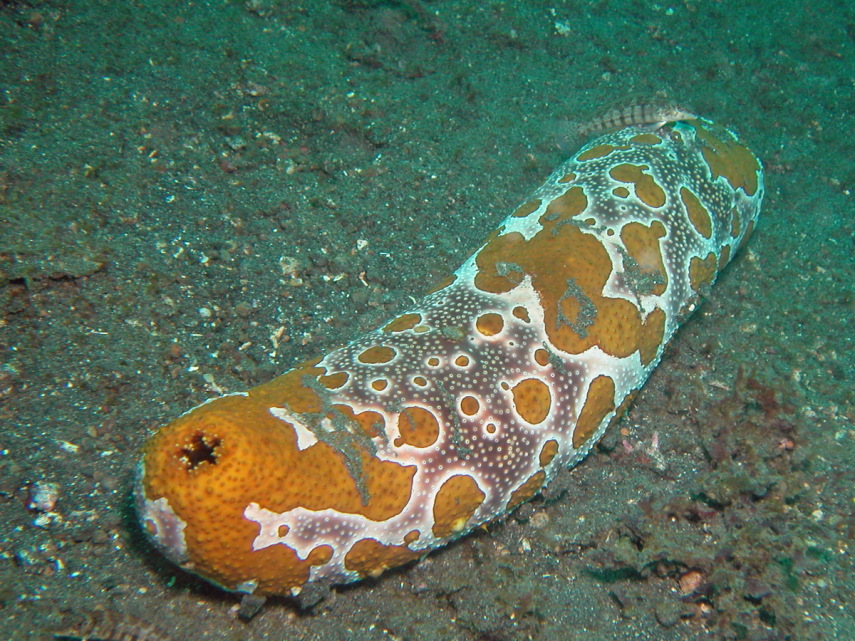 Pepinos de mar podem transformar-se em forma líquida e depois voltar a serem sólidos.