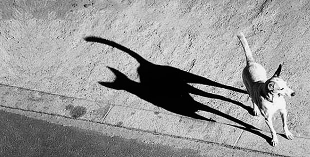 Sombras que vão fazer você olhar duas vezes para estas imagens