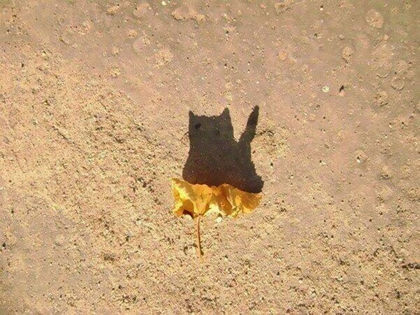 Sombras que vão fazer você olhar duas vezes para estas imagens