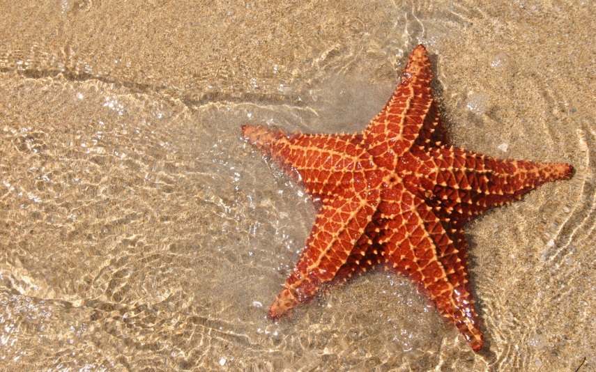  As estrelas do mar têm estômagos para fora de seu corpo, usando-o para prender presas e depois digeri-las lentamente