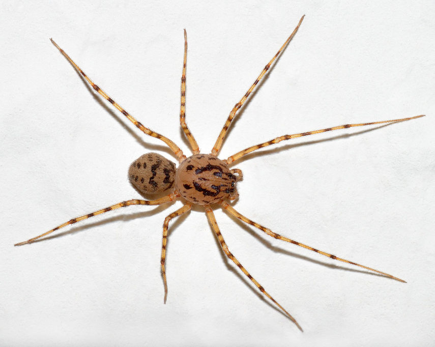 A aranha cuspideirea literalmente cospe veneno em seus inimigos. Ela os aprisiona enquanto morrem lentamente.