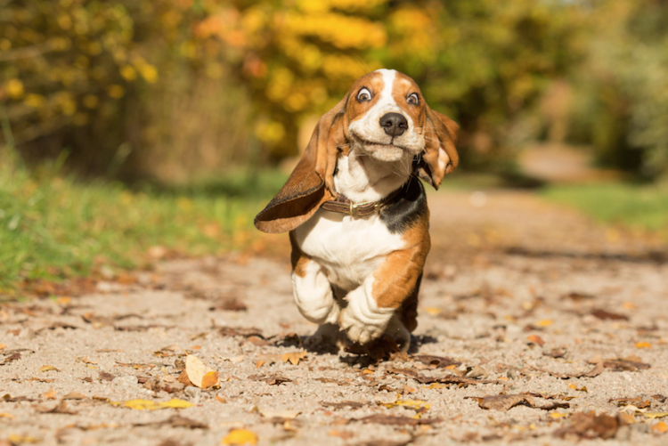 Conheça vencedotes da Dog Photographer Of The Year 2017