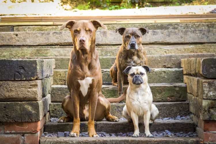 Conheça vencedotes da Dog Photographer Of The Year 2017