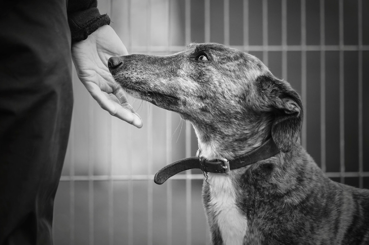 Conheça vencedotes da Dog Photographer Of The Year 2017