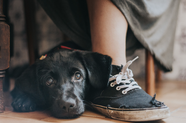 Conheça vencedotes da Dog Photographer Of The Year 2017