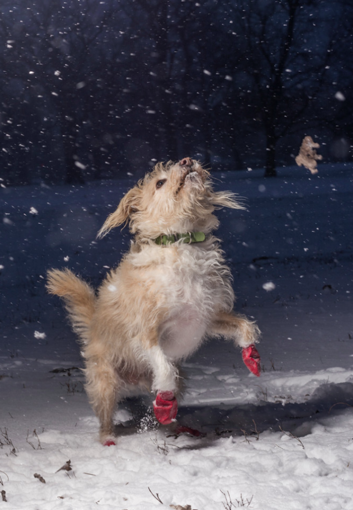 Conheça vencedotes da Dog Photographer Of The Year 2017