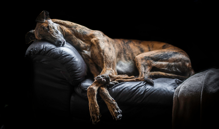 Conheça vencedotes da Dog Photographer Of The Year 2017