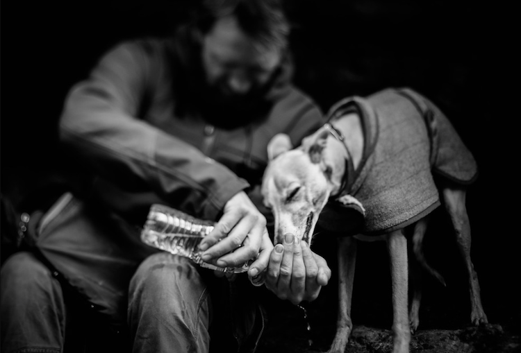 Conheça vencedotes da Dog Photographer Of The Year 2017