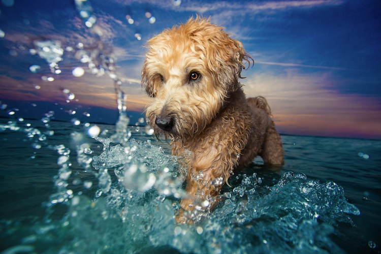 Conheça vencedotes da Dog Photographer Of The Year 2017