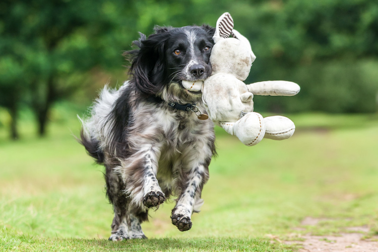 Conheça vencedotes da Dog Photographer Of The Year 2017