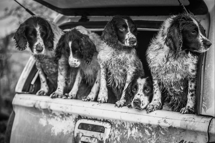 Conheça vencedotes da Dog Photographer Of The Year 2017