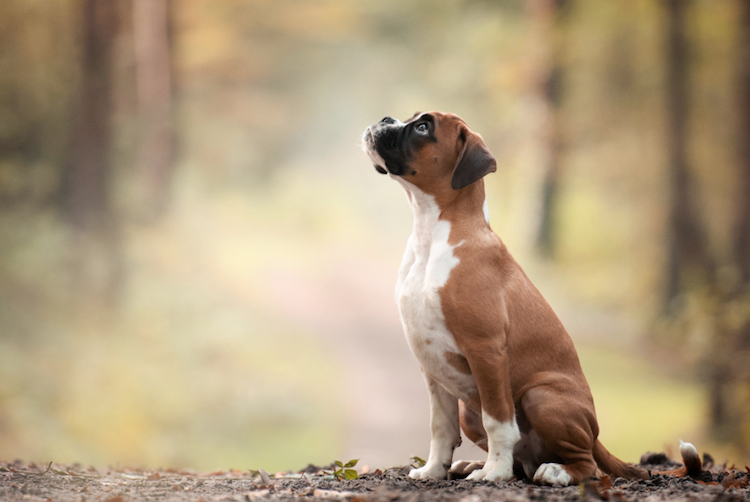 Conheça vencedotes da Dog Photographer Of The Year 2017