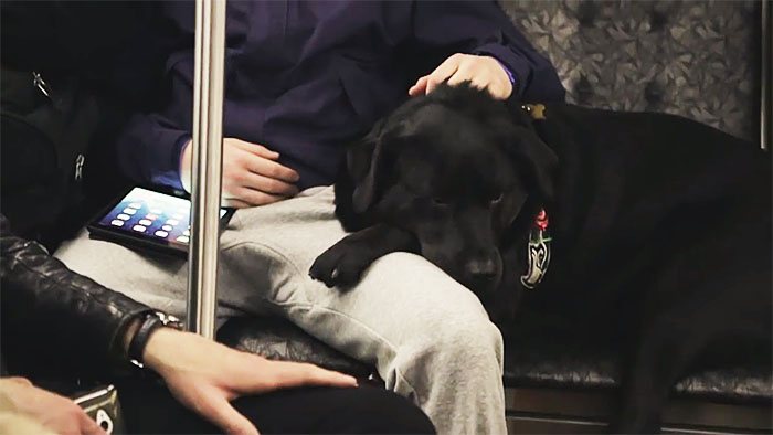 Tudo começou quando a cachorra, mix de Labrador e Mastiff, estava no ponto de ônibus com seu dono, Jeff Young. O humano estava demorando muito para terminar o seu cigarro. Então, quando o ônibus chegou, ela simplesmente pulou dentro dele e foi até o parque