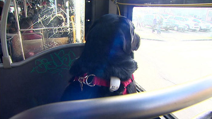 Tudo começou quando a cachorra, mix de Labrador e Mastiff, estava no ponto de ônibus com seu dono, Jeff Young. O humano estava demorando muito para terminar o seu cigarro. Então, quando o ônibus chegou, ela simplesmente pulou dentro dele e foi até o parque