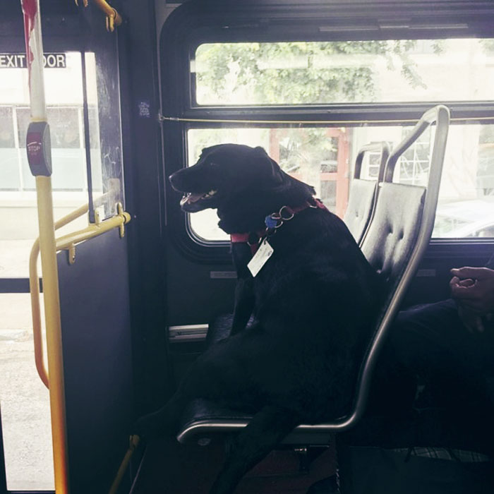 Tudo começou quando a cachorra, mix de Labrador e Mastiff, estava no ponto de ônibus com seu dono, Jeff Young. O humano estava demorando muito para terminar o seu cigarro. Então, quando o ônibus chegou, ela simplesmente pulou dentro dele e foi até o parque