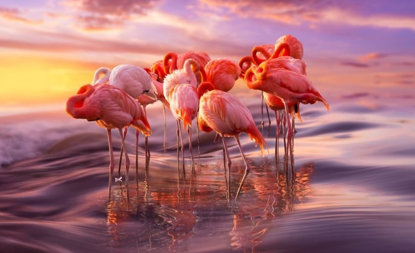 Os flamingos têm penas rosadas ou alaranjadas devido aos carotenóides, que são os pigmentos naturais presentes nos alimentos que comem, como crustáceos, algas e plâncton.
