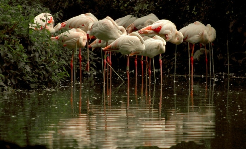 Os flamingos têm penas rosadas ou alaranjadas devido aos carotenóides, que são os pigmentos naturais presentes nos alimentos que comem, como crustáceos, algas e plâncton.