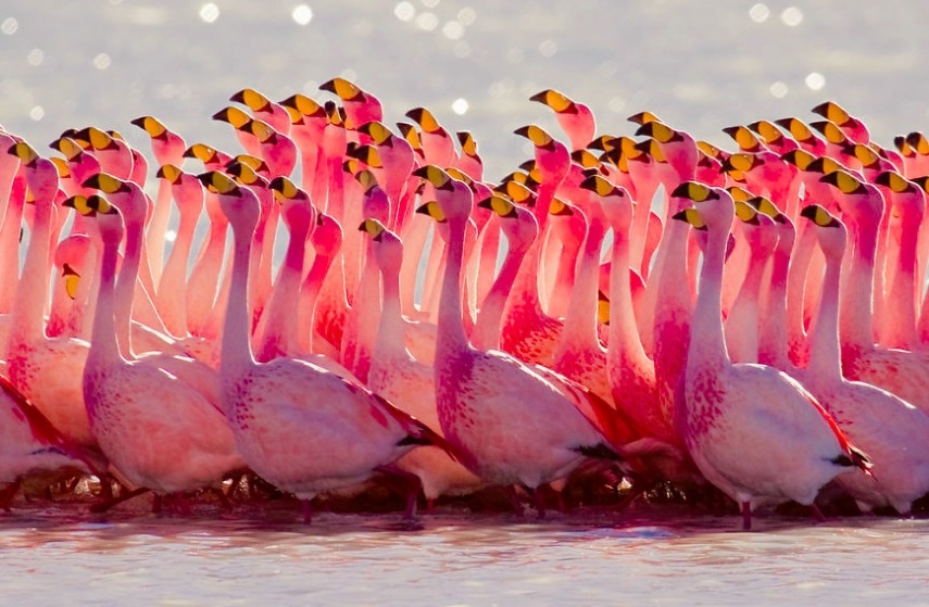 Os flamingos têm penas rosadas ou alaranjadas devido aos carotenóides, que são os pigmentos naturais presentes nos alimentos que comem, como crustáceos, algas e plâncton.