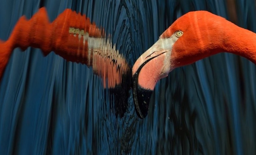 Os flamingos têm penas rosadas ou alaranjadas devido aos carotenóides, que são os pigmentos naturais presentes nos alimentos que comem, como crustáceos, algas e plâncton.