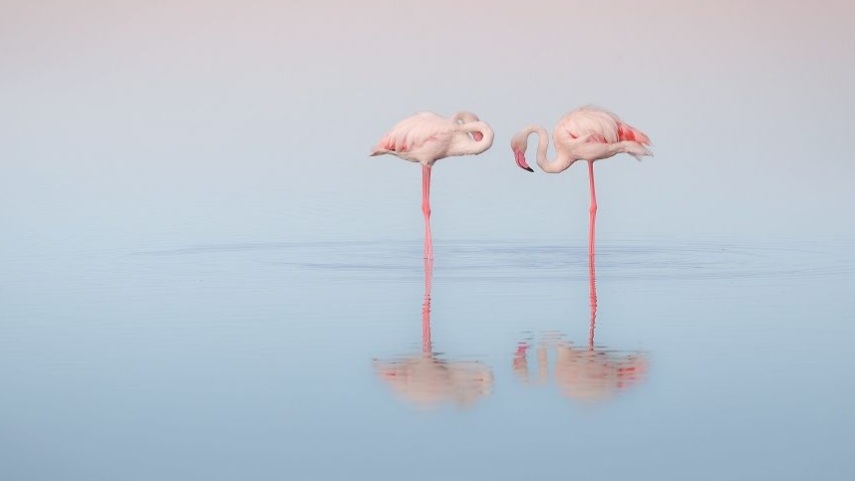 Os flamingos têm penas rosadas ou alaranjadas devido aos carotenóides, que são os pigmentos naturais presentes nos alimentos que comem, como crustáceos, algas e plâncton.